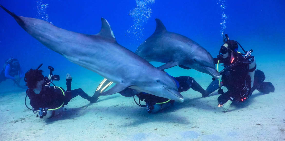 Golfinhos em Roatan